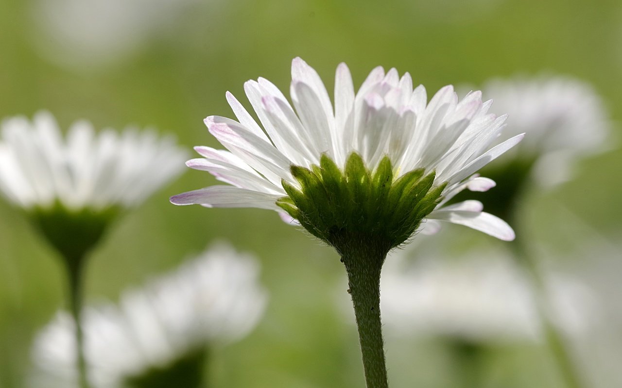 Обои цветы, лепестки, размытость, ромашки, белые, стебли, flowers, petals, blur, chamomile, white, stems разрешение 4208x2720 Загрузить