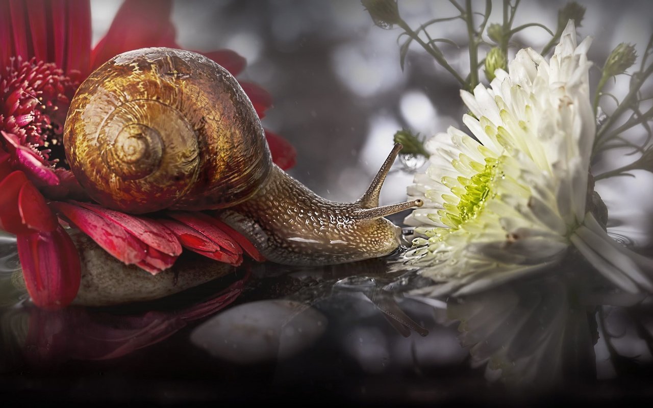 Обои цветы, макро, отражение, улитка, flowers, macro, reflection, snail разрешение 2048x1135 Загрузить