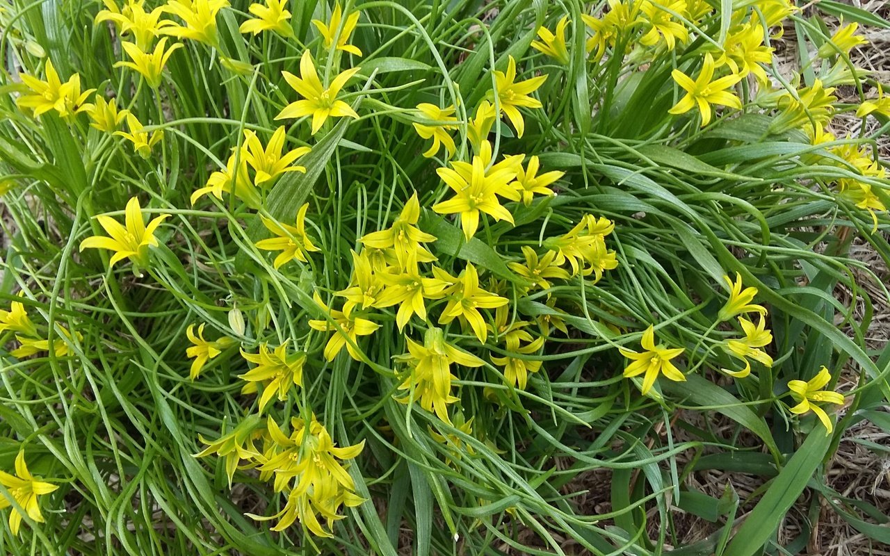 Обои цветы, трава, весна, ветер, первоцветы, гусиный лук, gagea, flowers, grass, spring, the wind, primroses, goose onions разрешение 3264x1836 Загрузить