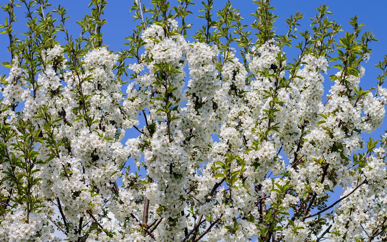 Обои небо, дерево, цветение, ветки, весна, белые цветы, the sky, tree, flowering, branches, spring, white flowers разрешение 3840x2160 Загрузить