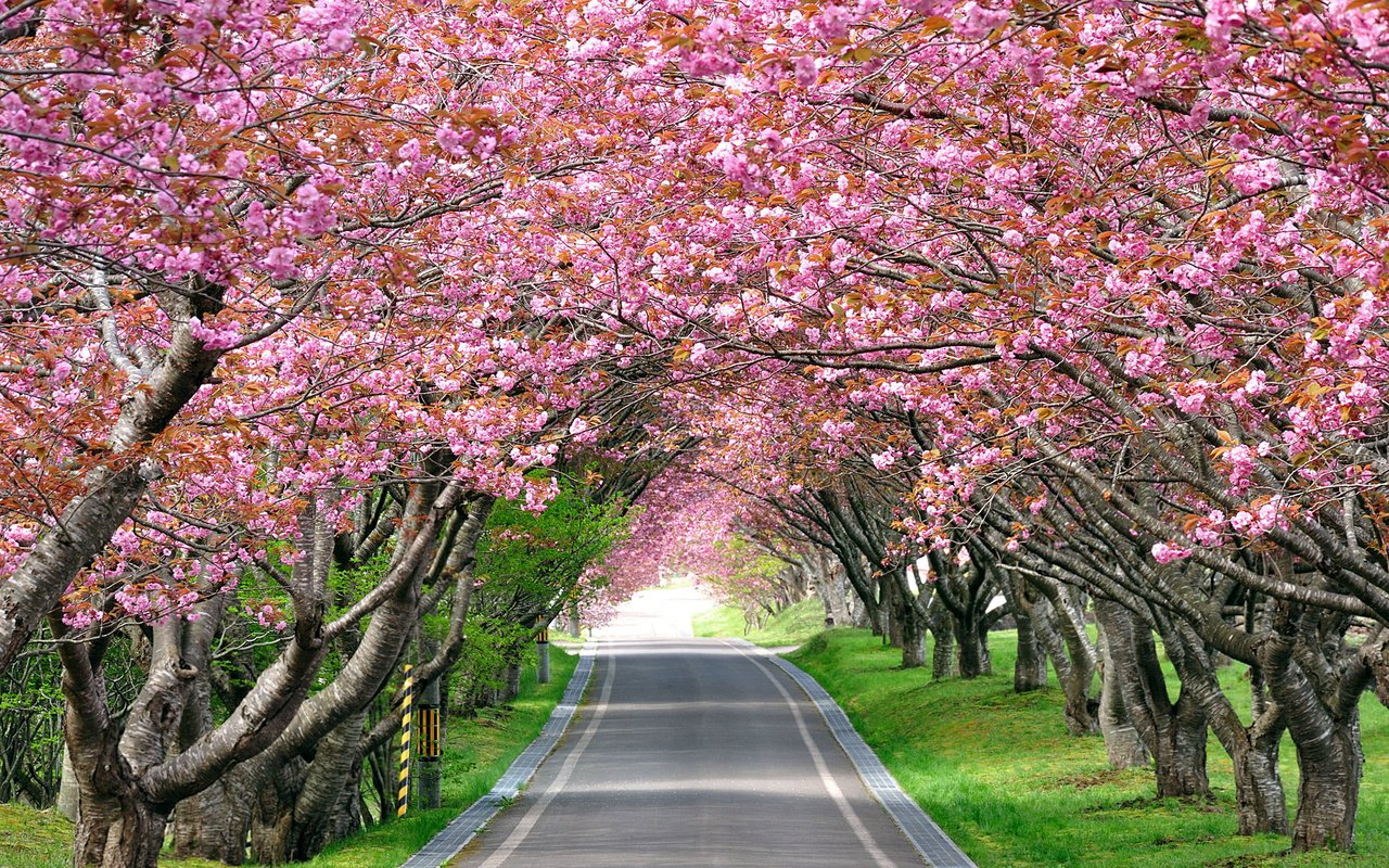 Обои дорога, деревья, цветение, весна, сакура, аллея, road, trees, flowering, spring, sakura, alley разрешение 2560x1600 Загрузить