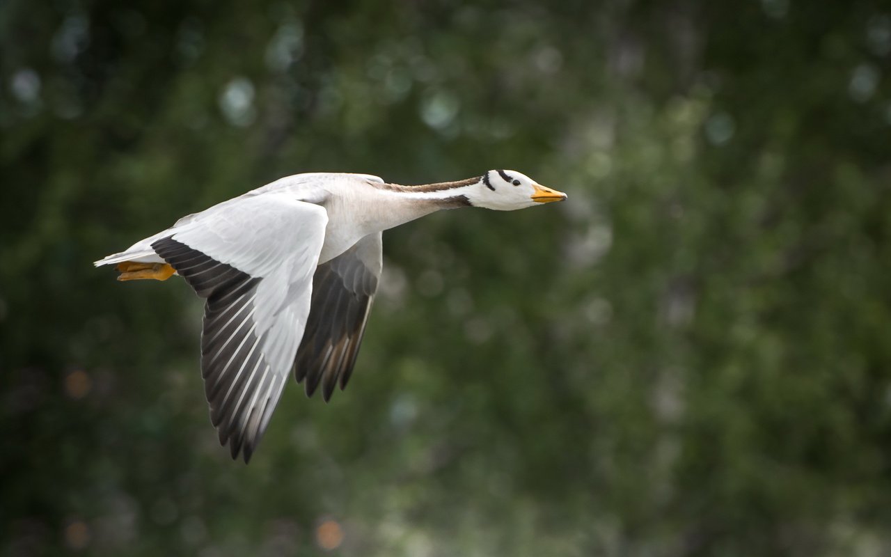 Обои природа, полет, крылья, птица, клюв, перья, гусь, nature, flight, wings, bird, beak, feathers, goose разрешение 2560x1709 Загрузить