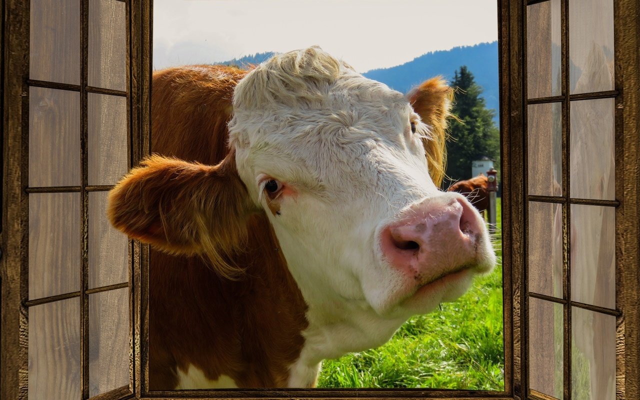 Обои морда, окно, любопытство, корова, ферма, face, window, curiosity, cow, farm разрешение 1920x1080 Загрузить