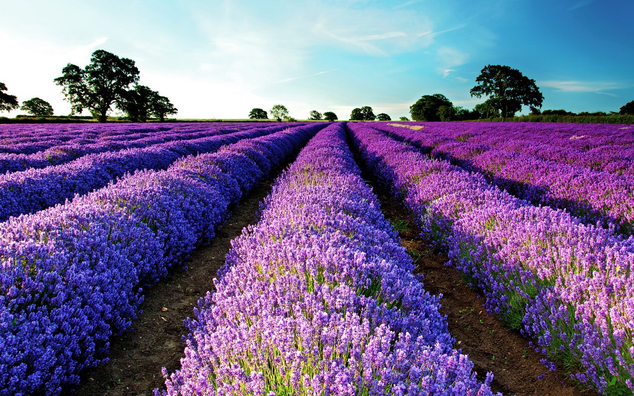 Обои небо, природа, поле, лаванда,  цветы, the sky, nature, field, lavender, flowers разрешение 2560x1700 Загрузить