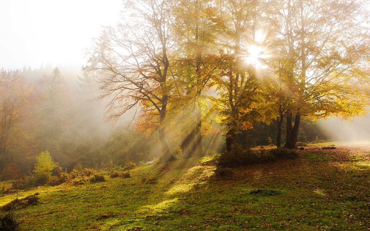 Обои деревья, туман, лучи солнца, осень, дымка, карпаты, vitaly ra, trees, fog, the rays of the sun, autumn, haze, carpathians разрешение 1920x1280 Загрузить