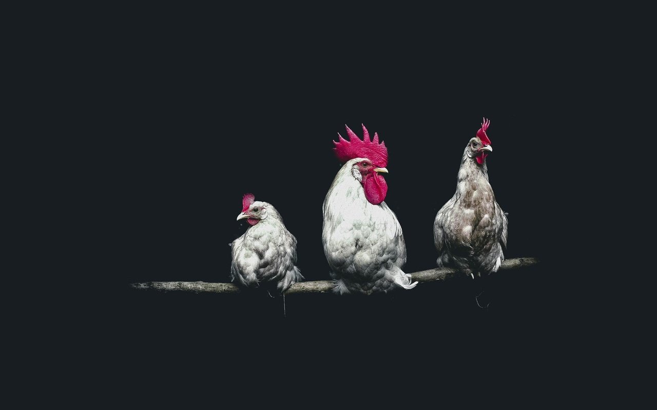 Обои птицы, черный фон, петух, курицы, birds, black background, cock, chicken разрешение 2000x1333 Загрузить