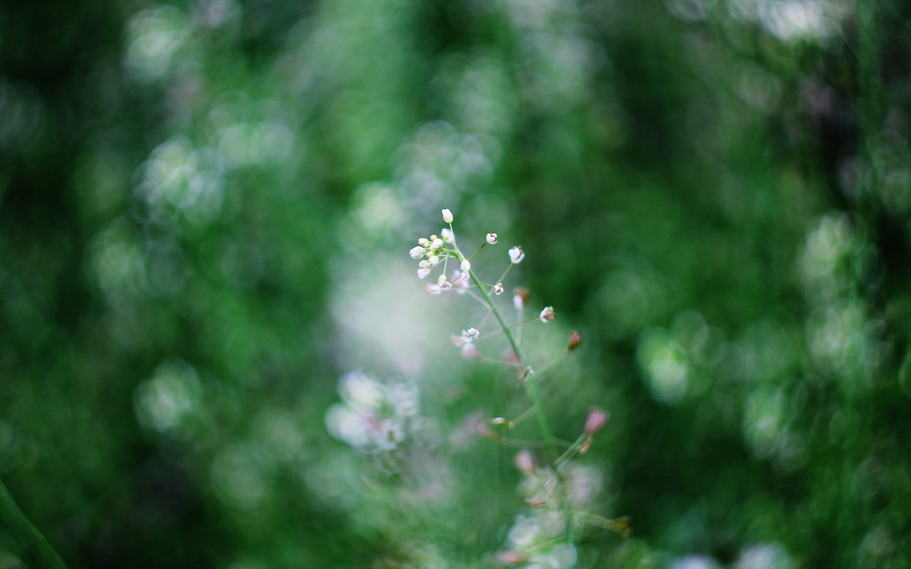 Обои природа, фон, цветок, весна, боке, гелиос, nature, background, flower, spring, bokeh, helios разрешение 4272x2848 Загрузить