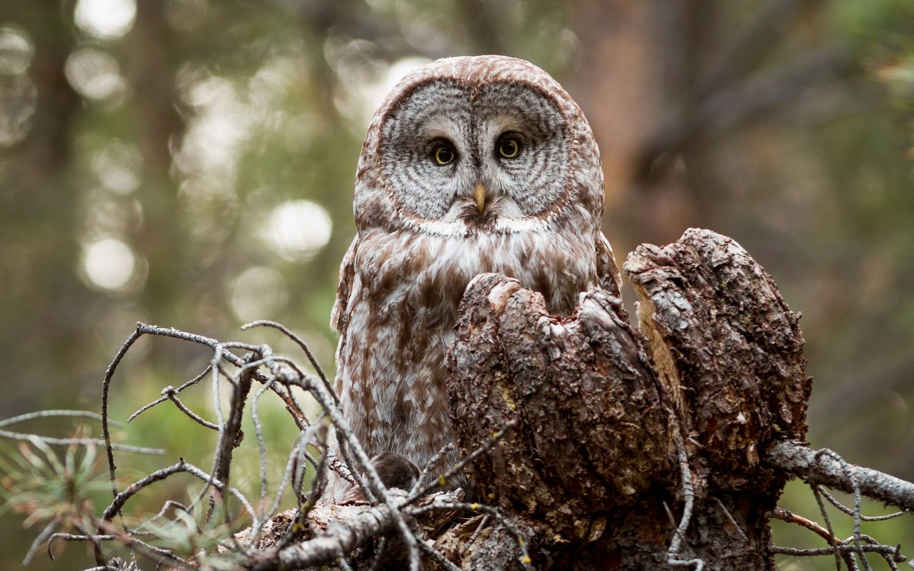 Обои сова, взгляд, птица, owl, look, bird разрешение 4219x2813 Загрузить