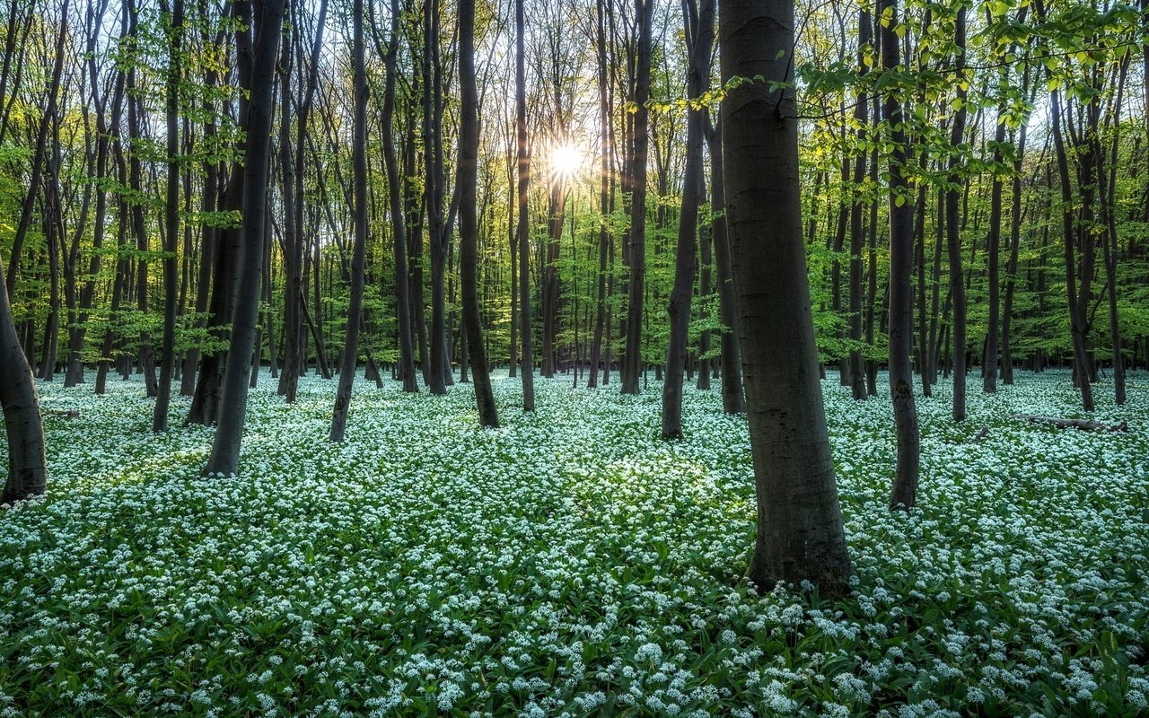 Обои свет, деревья, солнце, лес, лучи, парк, стволы, весна, light, trees, the sun, forest, rays, park, trunks, spring разрешение 2048x1280 Загрузить