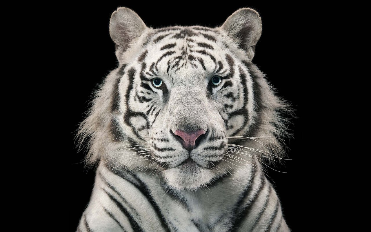 Обои тигр, черный фон, белый тигр, бенгальский, голубоглазый, tiger, black background, white tiger, bengal, blue-eyed разрешение 2560x1440 Загрузить