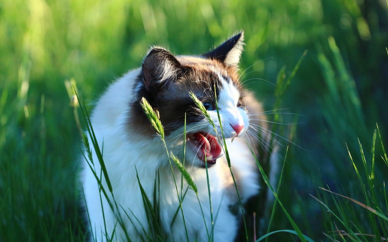 Обои трава, кот, кошка, взгляд, колоски, зубы, язык, оскал, grass, cat, look, spikelets, teeth, language, grin разрешение 1920x1280 Загрузить