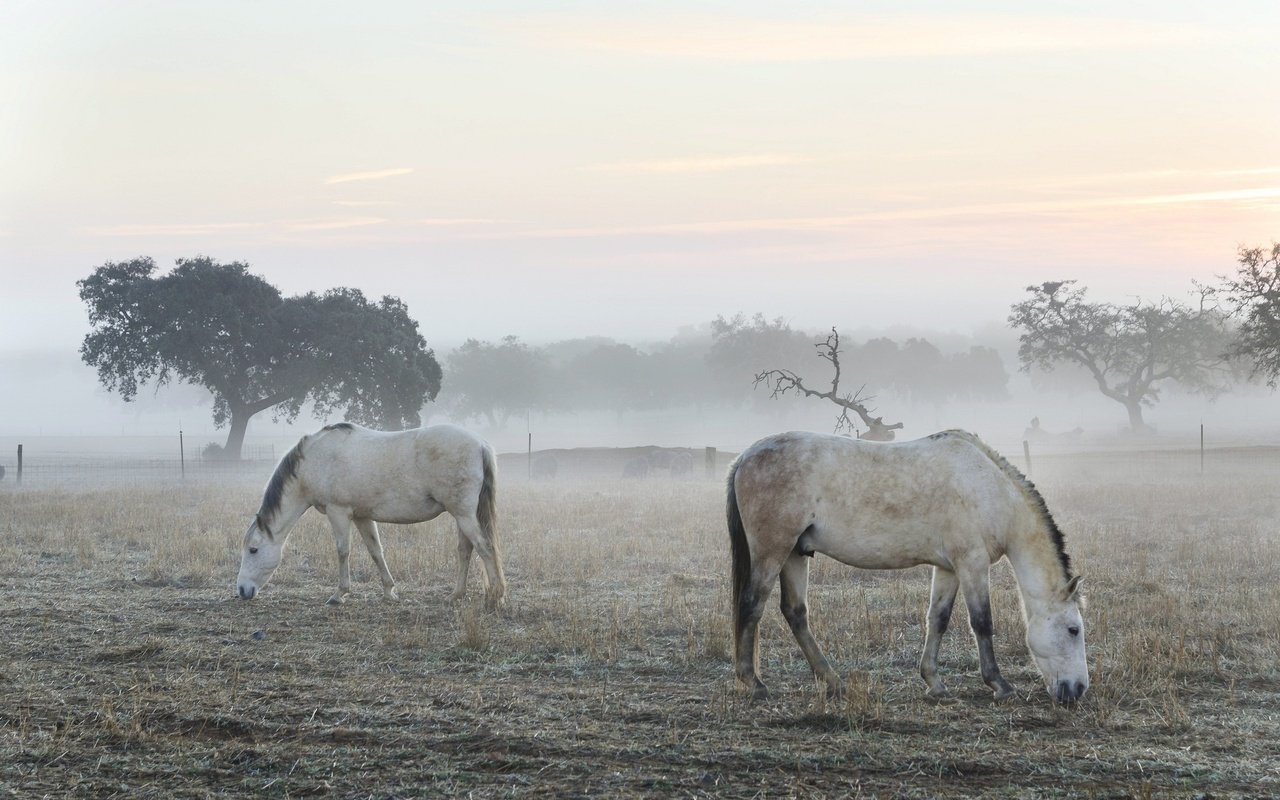 Обои утро, туман, кони, morning, fog, horses разрешение 2048x1356 Загрузить