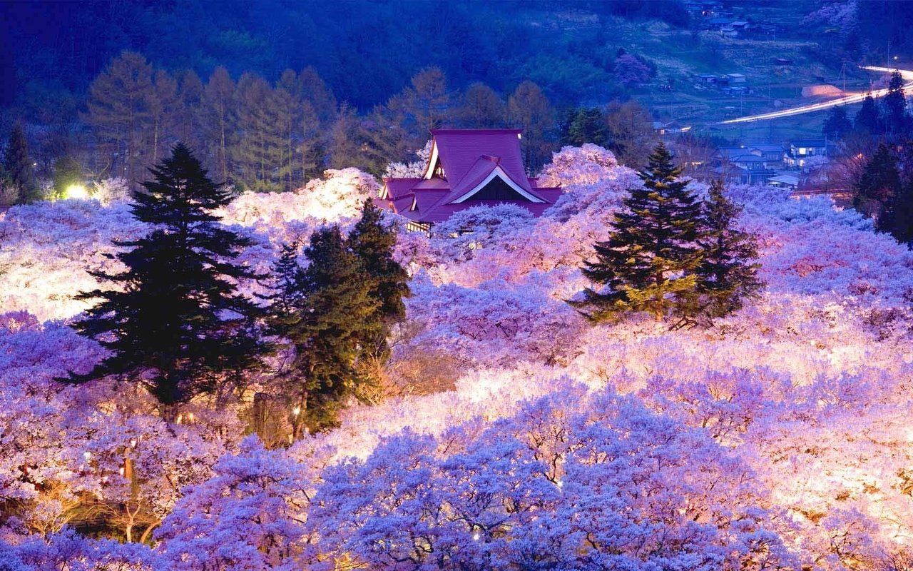 Обои вечер, цветение, япония, весна, сакура, the evening, flowering, japan, spring, sakura разрешение 1920x1080 Загрузить