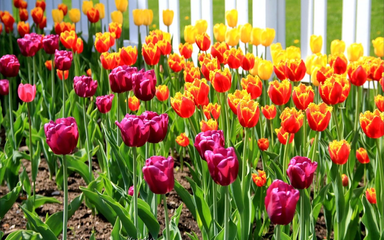 Обои цветы, бутоны, лепестки, весна, тюльпаны, стебли, клумба, flowers, buds, petals, spring, tulips, stems, flowerbed разрешение 2024x1348 Загрузить