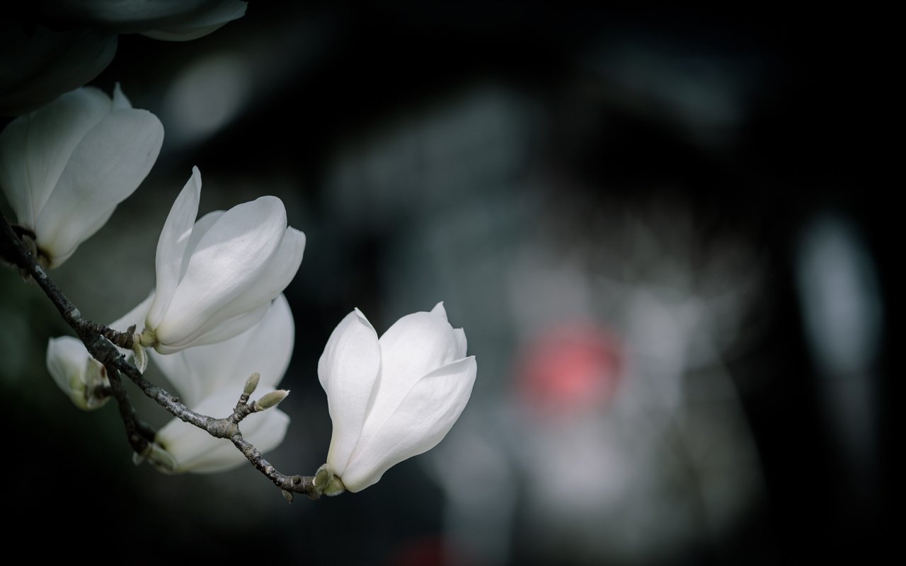 Обои цветы, ветка, цветение, бутоны, весна, белые, боке, магнолия, flowers, branch, flowering, buds, spring, white, bokeh, magnolia разрешение 3000x1684 Загрузить