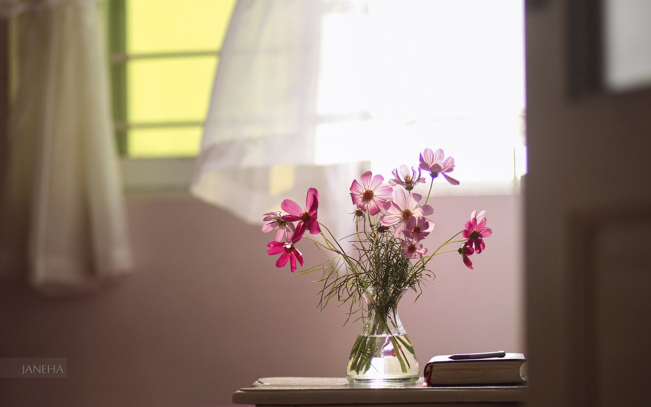 Обои цветы, окно, книга, натюрморт, космея, букет.ваза, flowers, window, book, still life, kosmeya, bouquet.vase разрешение 2560x1600 Загрузить