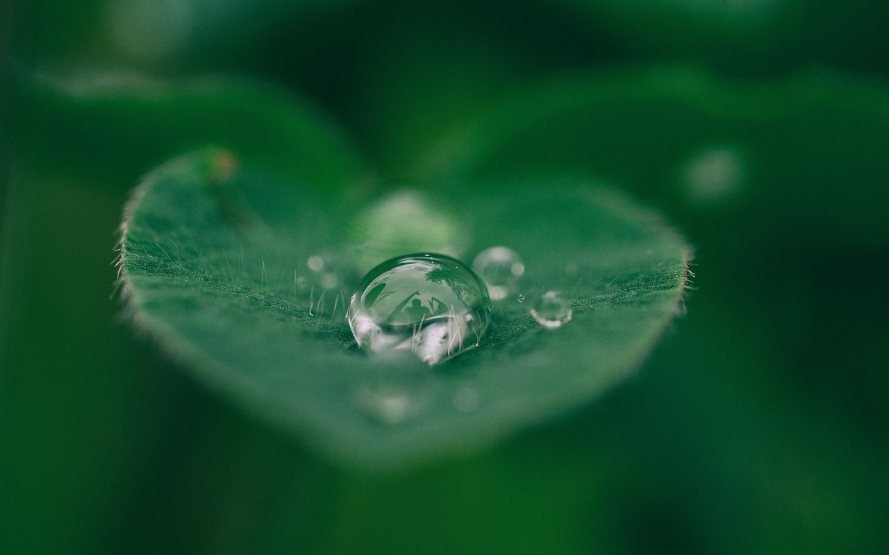 Обои вода, макро, капли, капля, лист, растение, лист.капля, water, macro, drops, drop, sheet, plant, sheet.drop разрешение 3840x2400 Загрузить