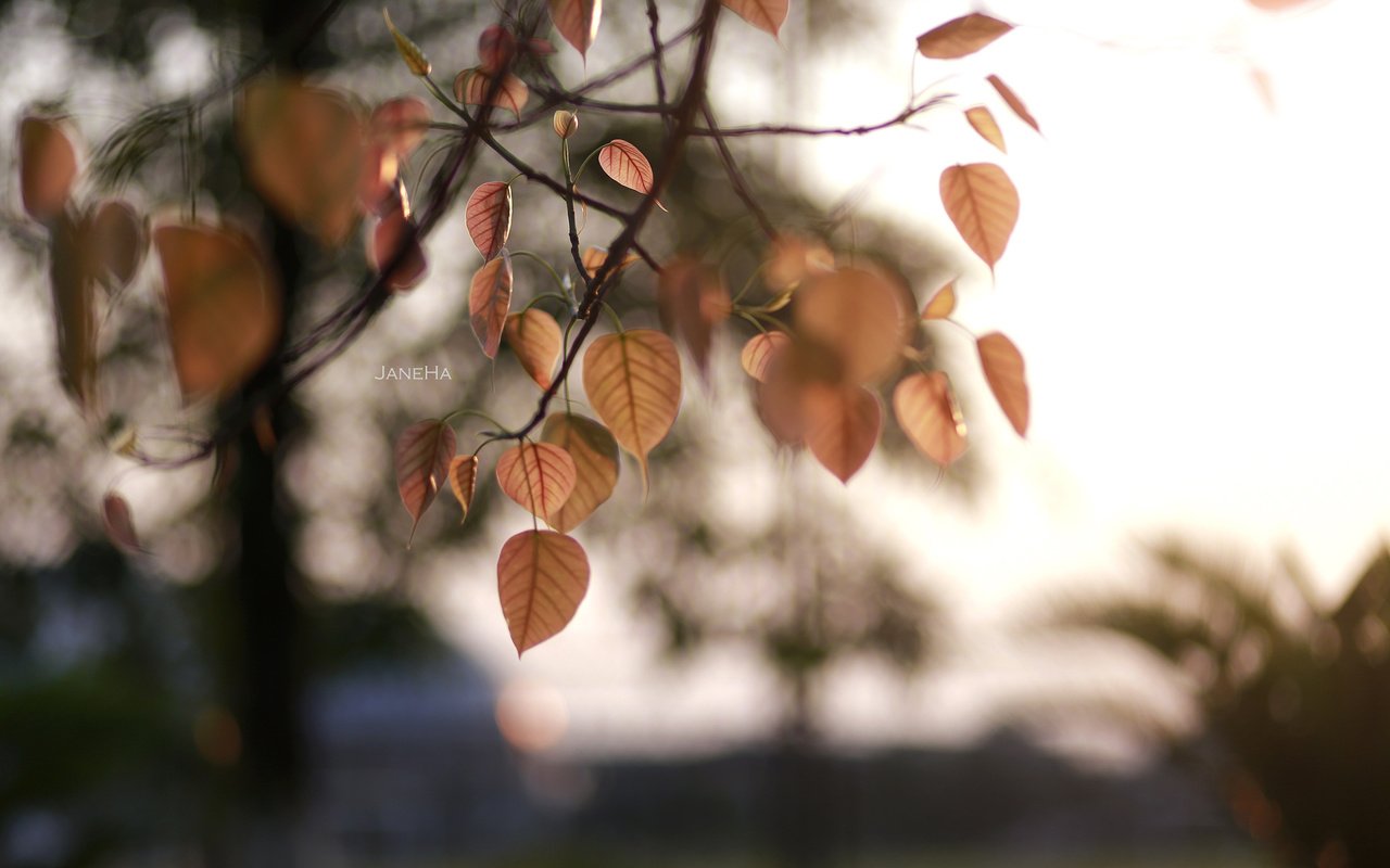 Обои природа, листья, макро, фон, ветки, осень, nature, leaves, macro, background, branches, autumn разрешение 2560x1600 Загрузить