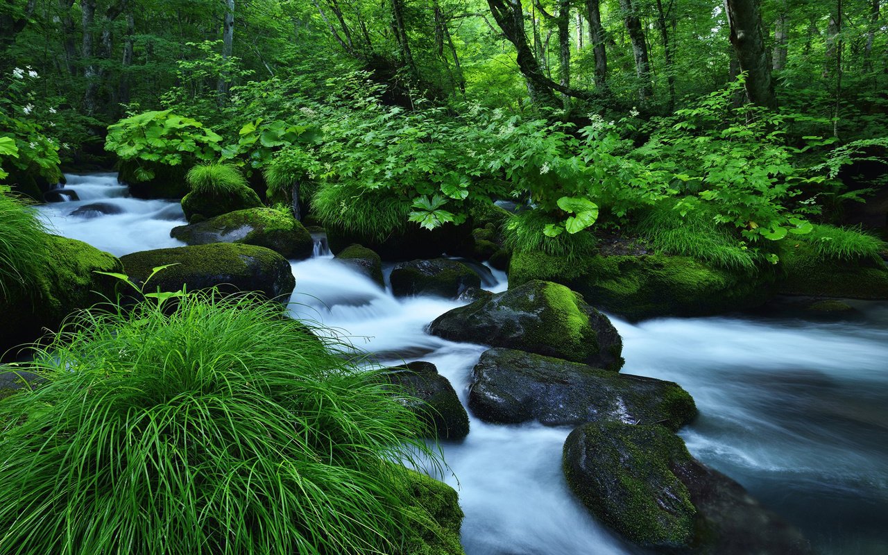 Обои трава, река, природа, камни, лес, ручей, мох, grass, river, nature, stones, forest, stream, moss разрешение 1920x1200 Загрузить