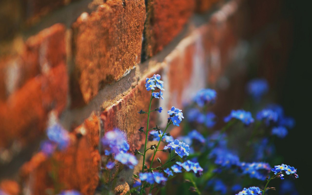 Обои цветы, стена, кирпич, незабудки, flowers, wall, brick, forget-me-nots разрешение 1920x1200 Загрузить