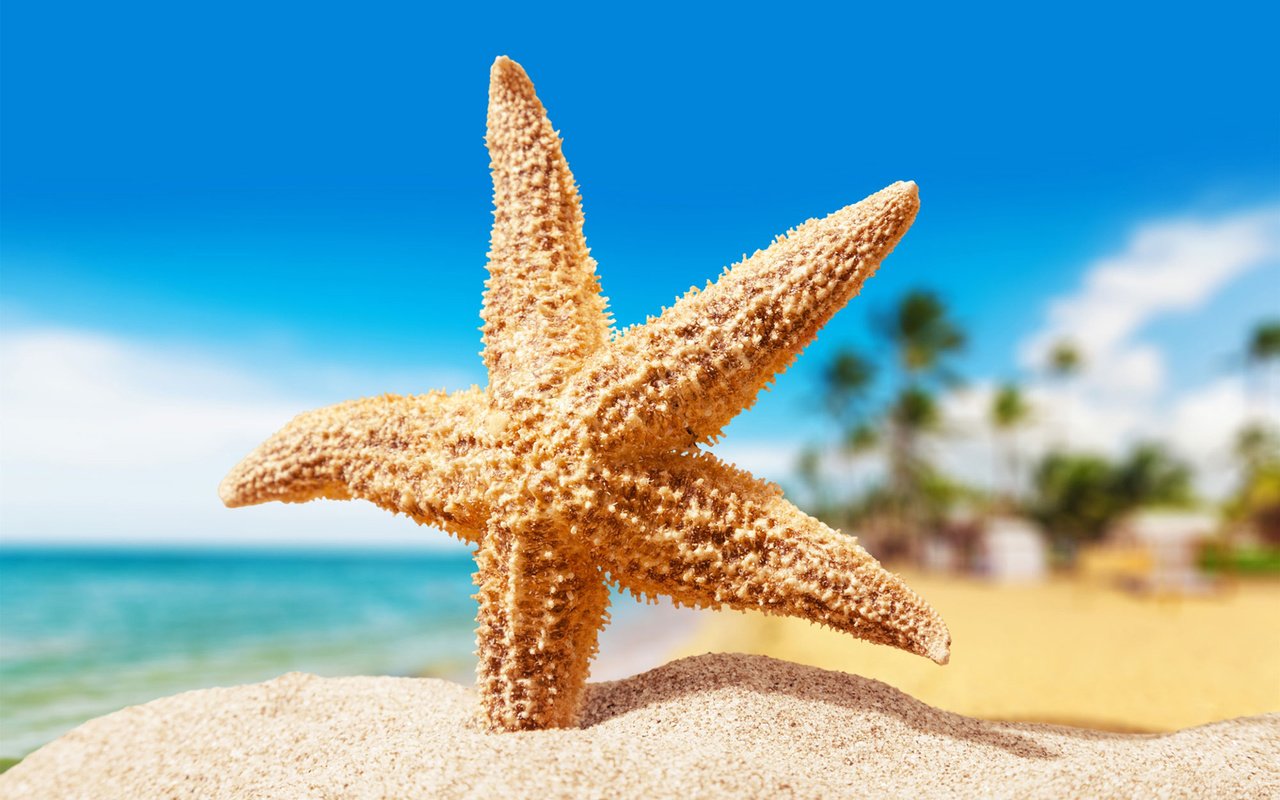 Обои макро, песок, пляж, морская звезда, macro, sand, beach, starfish разрешение 1920x1200 Загрузить