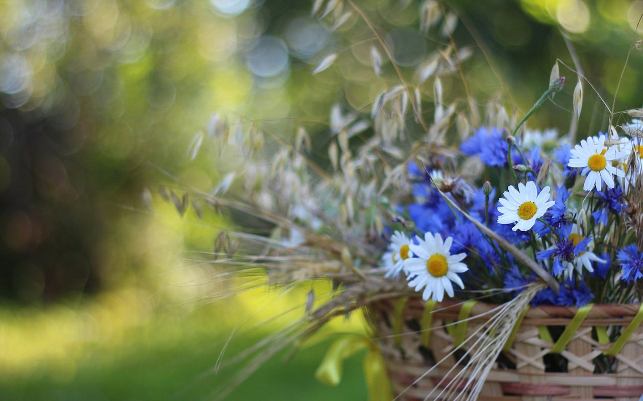 Обои цветы, колоски, ромашки, корзина, васильки, flowers, spikelets, chamomile, basket, cornflowers разрешение 1920x1200 Загрузить