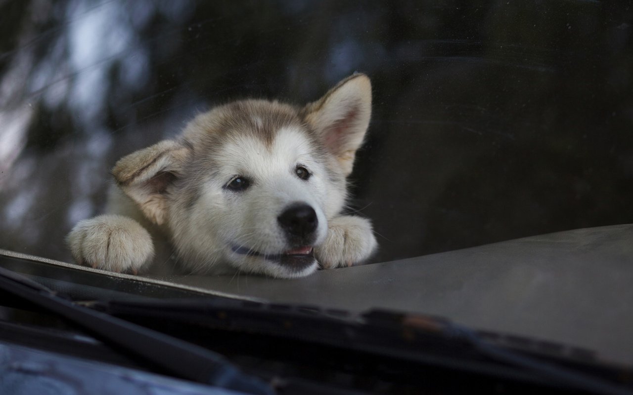 Обои улыбка, мордочка, взгляд, собака, щенок, хаски, маламут, smile, muzzle, look, dog, puppy, husky, malamute разрешение 1920x1200 Загрузить