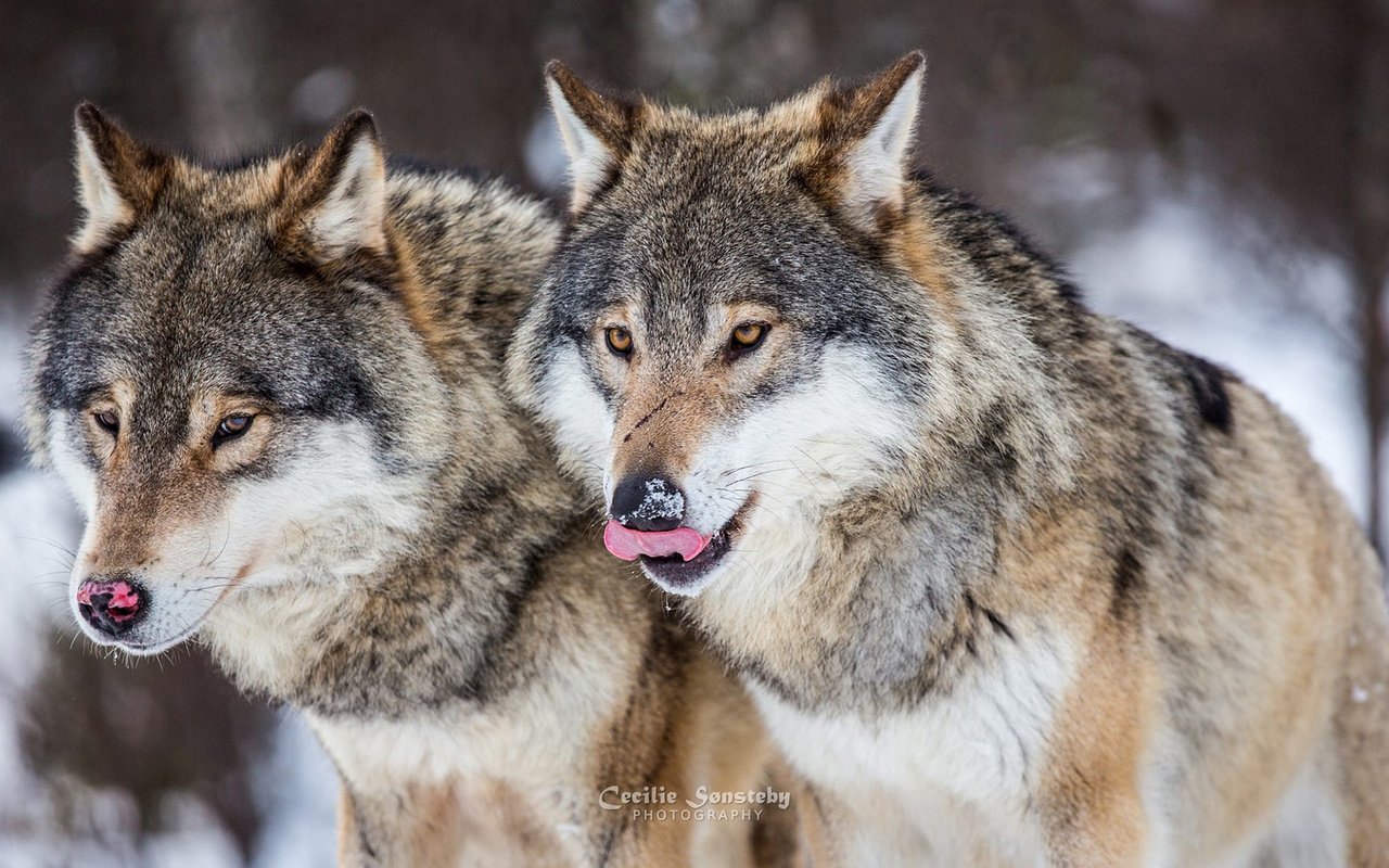 Обои зима, хищники, волки, стая, winter, predators, wolves, pack разрешение 1920x1080 Загрузить