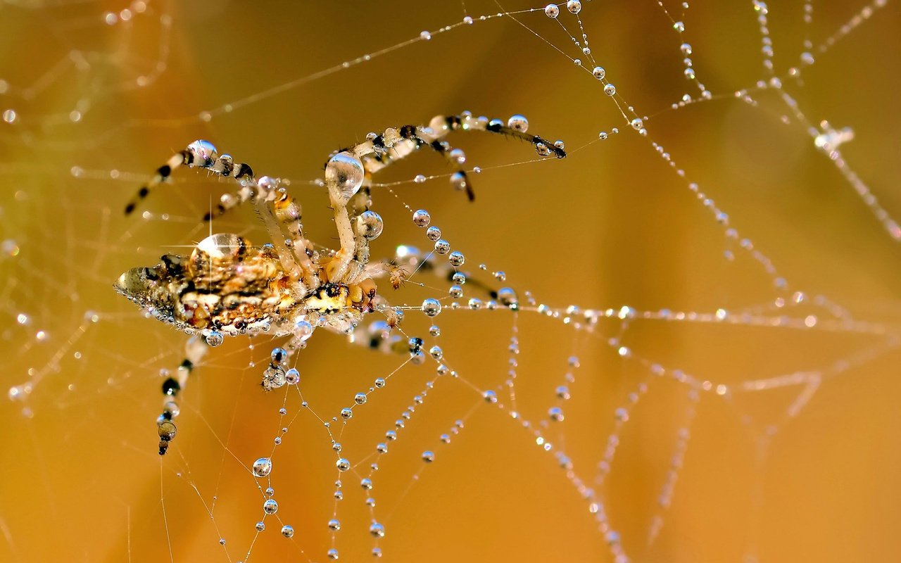 Обои роса, капли, паук, паутина, rosa, drops, spider, web разрешение 1920x1200 Загрузить