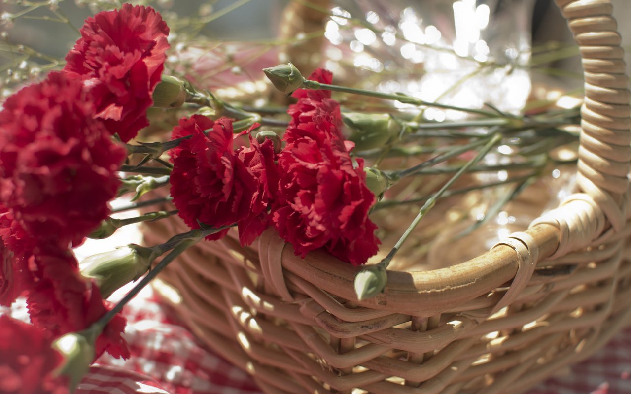 Обои цветы, лепестки, красные, корзина, гвоздики, carnations, flowers, petals, red, basket, clove разрешение 2048x1362 Загрузить
