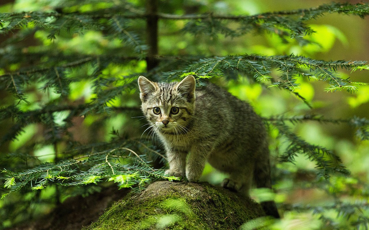 Обои лес, охотник, мордочка, усы, кошка, взгляд, котенок, камень, ель, forest, hunter, muzzle, mustache, cat, look, kitty, stone, spruce разрешение 2048x1336 Загрузить