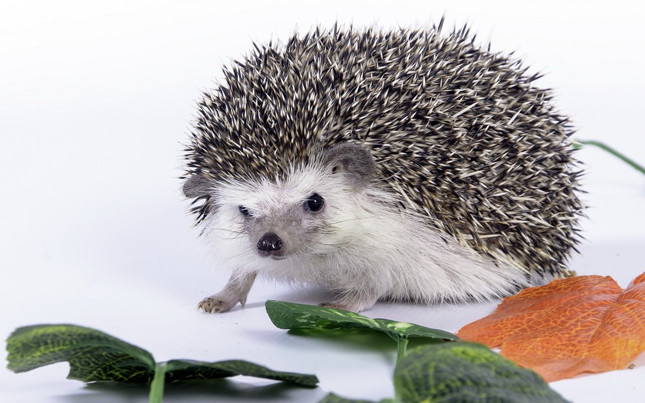 Обои листья, колючки, белый фон, ежик, еж, leaves, barb, white background, hedgehog разрешение 2560x1600 Загрузить