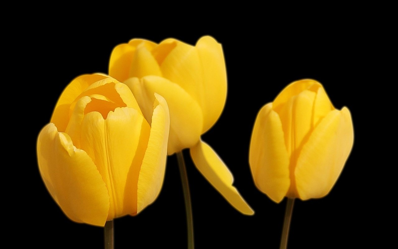 Обои цветы, черный фон, тюльпаны, желтые, flowers, black background, tulips, yellow разрешение 1920x1280 Загрузить