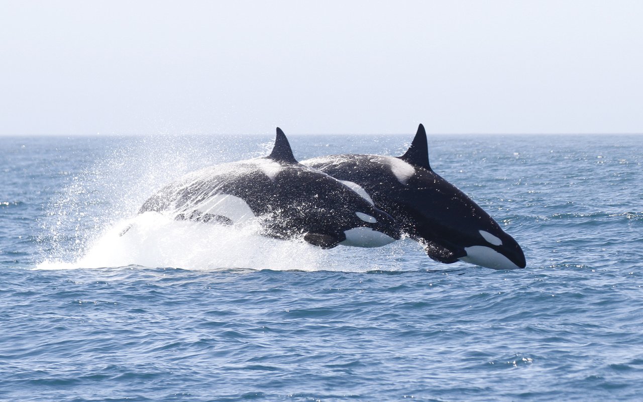 Обои вода, брызги, кит, косатка, water, squirt, kit, orca разрешение 3887x2186 Загрузить