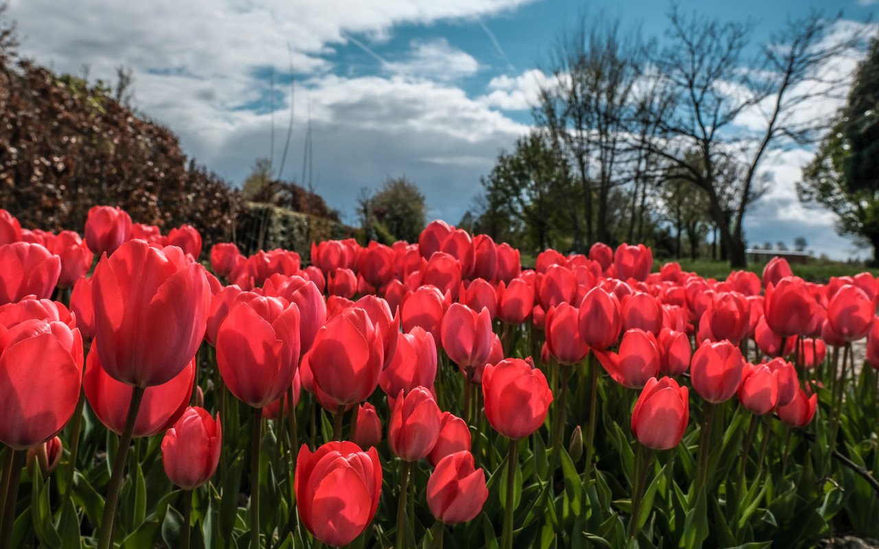 Обои небо, цветы, облака, деревья, весна, тюльпаны, тюльпаныl, the sky, flowers, clouds, trees, spring, tulips разрешение 6000x3376 Загрузить