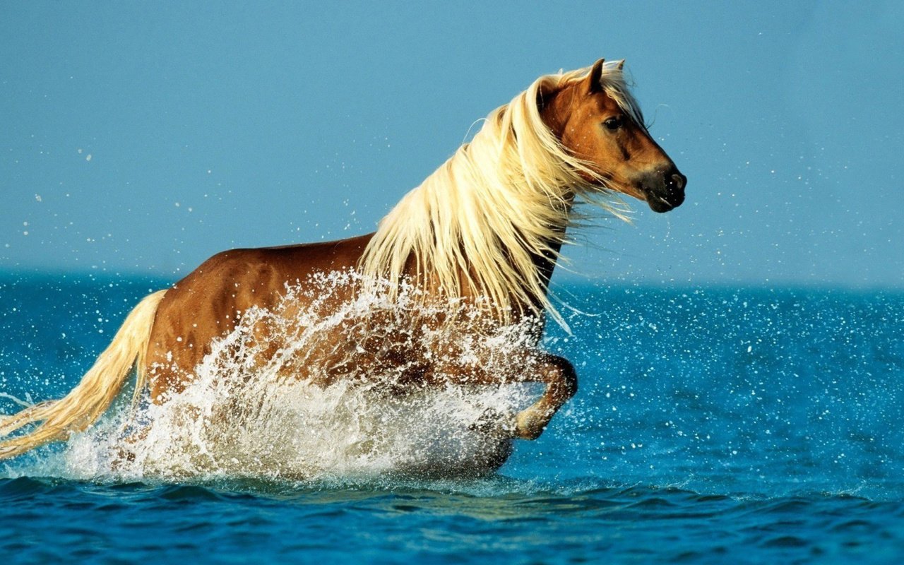 конь и море