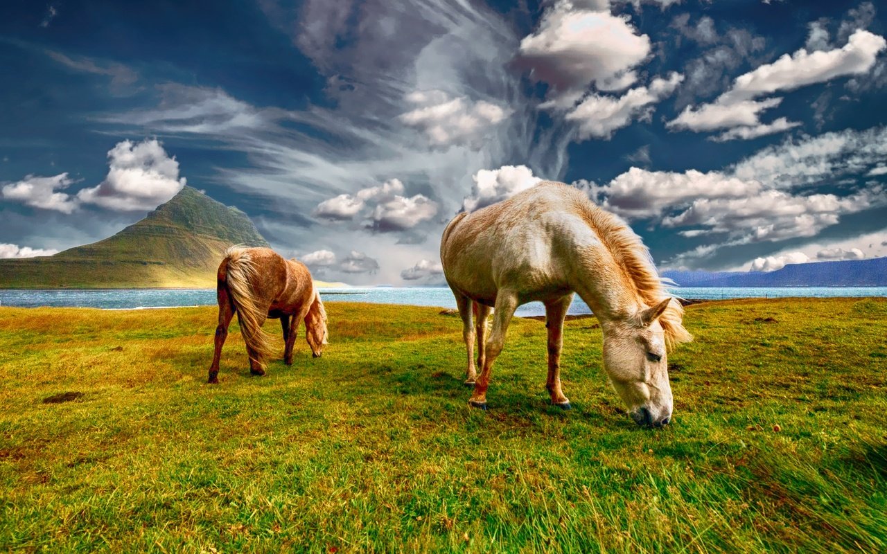 Обои небо, трава, облака, пара, лошади, кони, пастбище, the sky, grass, clouds, pair, horse, horses, pasture разрешение 2000x1333 Загрузить