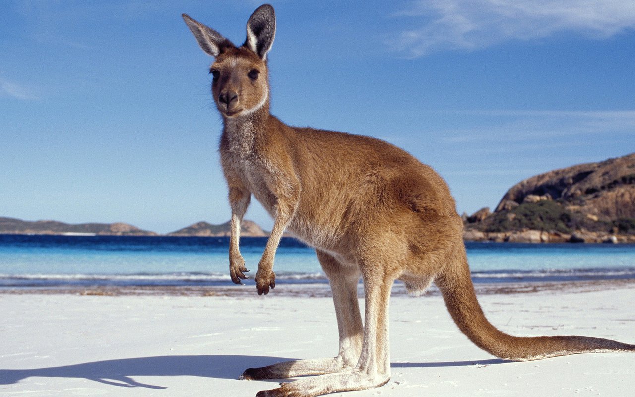 Обои песок, пляж, кенгуру, sand, beach, kangaroo разрешение 1920x1080 Загрузить