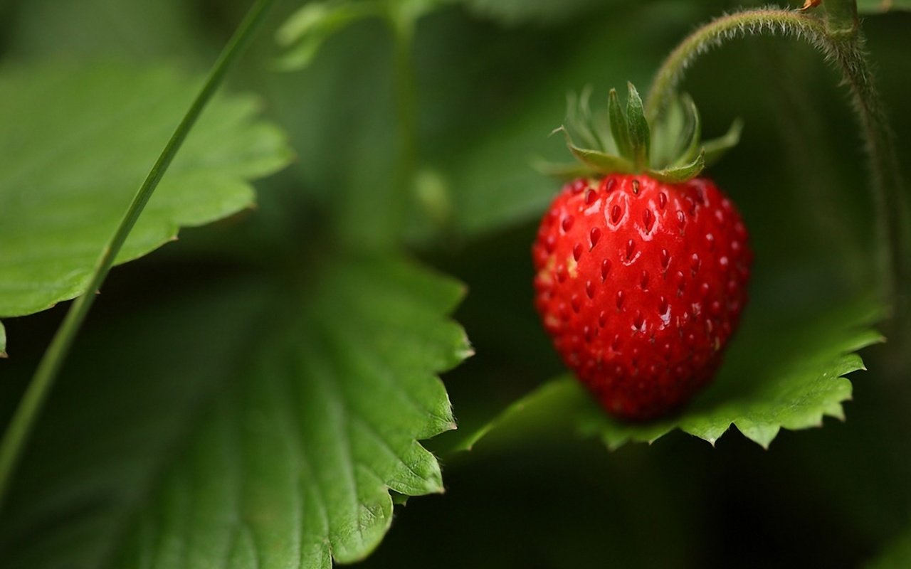 Обои трава, природа, лес, листья, макро, лето, ягода, земляника, grass, nature, forest, leaves, macro, summer, berry, strawberries разрешение 1920x1200 Загрузить