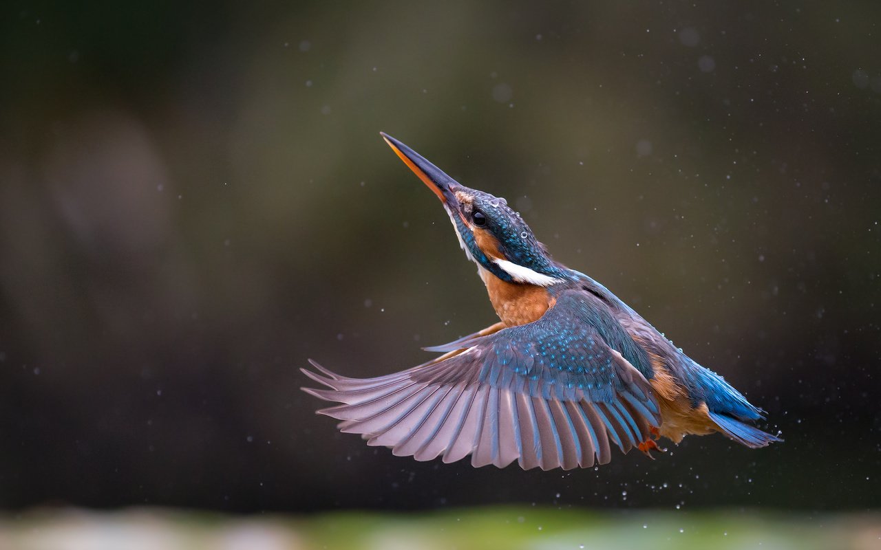 Обои полет, крылья, птица, клюв, перья, зимородок, flight, wings, bird, beak, feathers, kingfisher разрешение 2048x1366 Загрузить