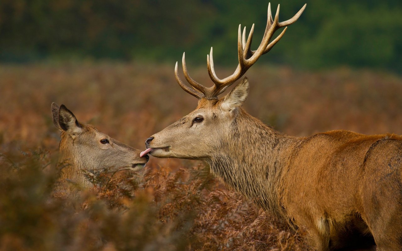 Обои растения, рога, олени, язык, поцелуй, дикая природа, plants, horns, deer, language, kiss, wildlife разрешение 2500x1667 Загрузить