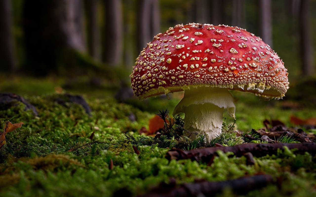 Обои трава, природа, гриб, мох, мухомор, grass, nature, mushroom, moss разрешение 2048x1152 Загрузить