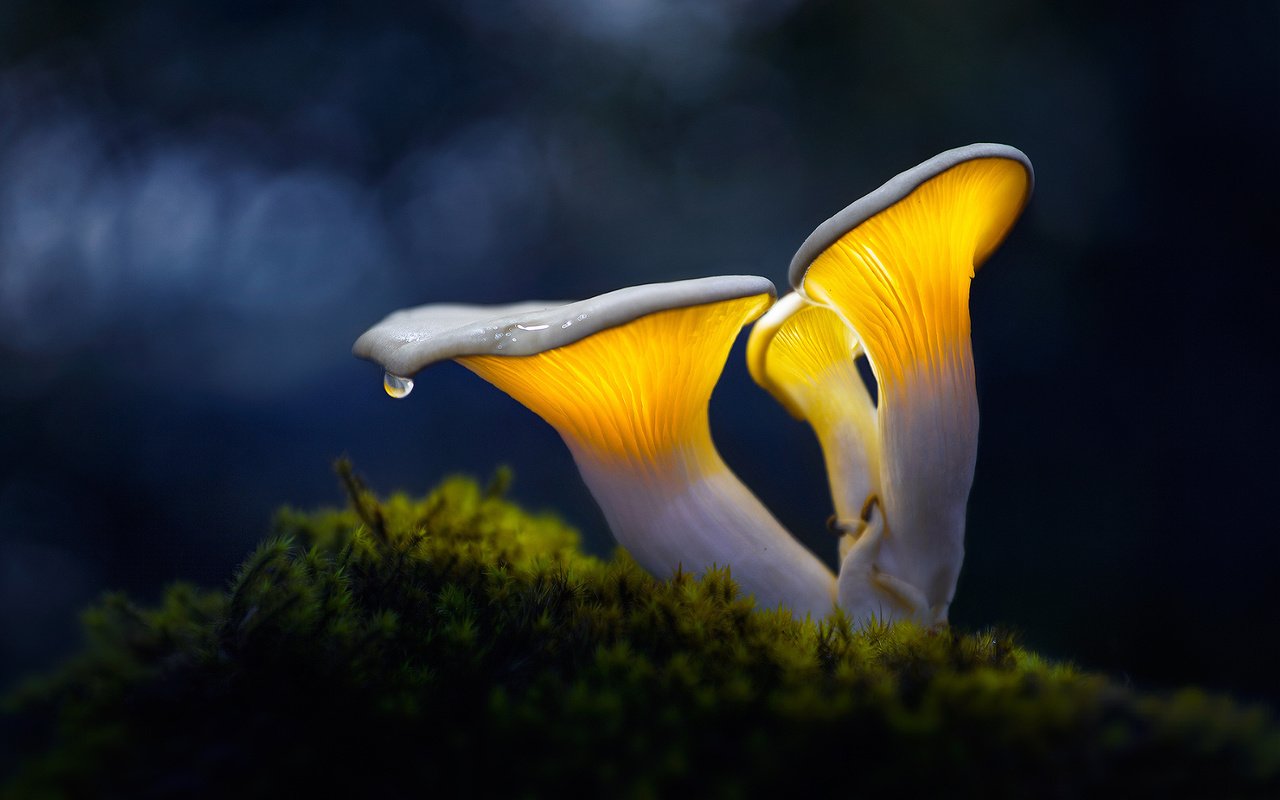 Обои свет, макро, капля, грибы, мох, боке, light, macro, drop, mushrooms, moss, bokeh разрешение 2048x1280 Загрузить