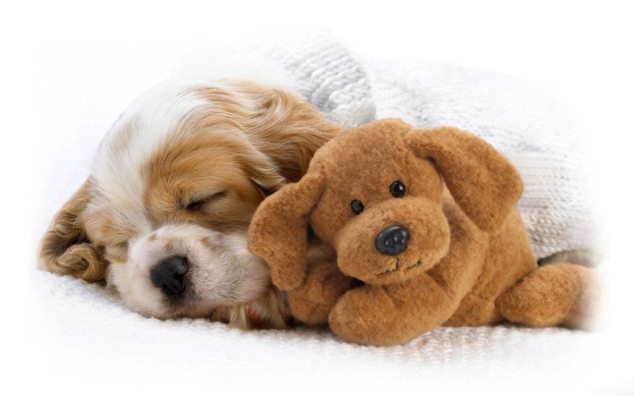 Обои собака, спит, игрушка, щенок, нос, кокер-спаниель, dog, sleeping, toy, puppy, nose, cocker spaniel разрешение 1920x1080 Загрузить