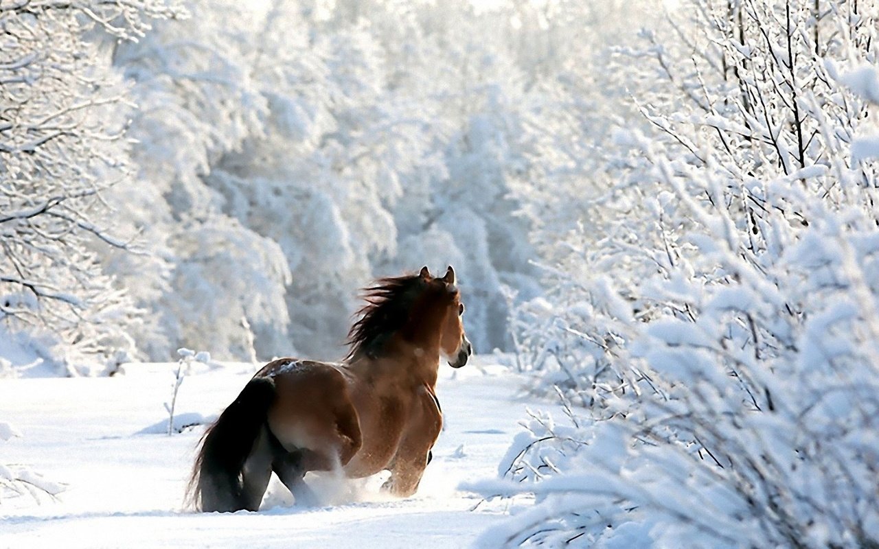 Обои лошадь, деревья, снег, лес, зима, ветки, конь, horse, trees, snow, forest, winter, branches разрешение 1920x1200 Загрузить