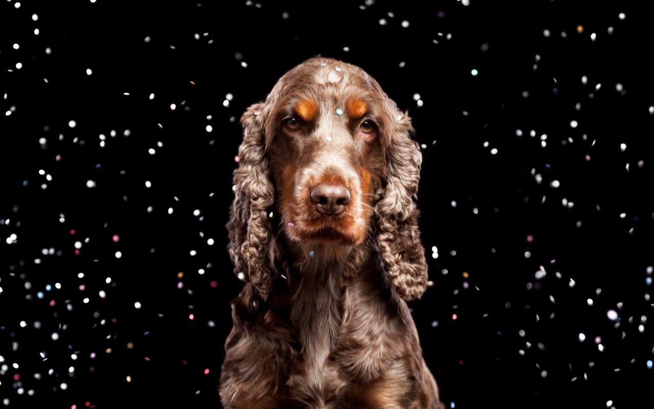 Обои взгляд, собака, черный фон, спаниель, кокер-спаниель, look, dog, black background, spaniel, cocker spaniel разрешение 2560x1600 Загрузить