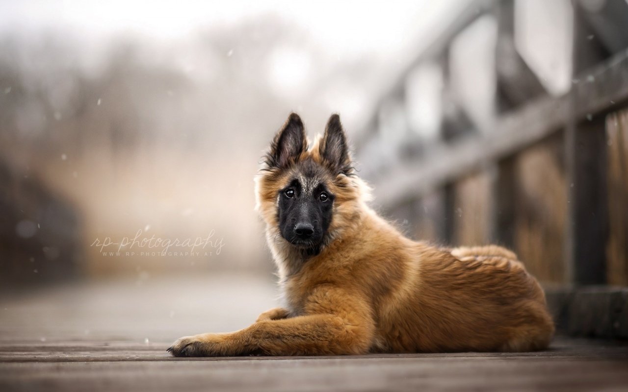 Обои мост, собака, щенок, бельгийская овчарка, тервюрен, bridge, dog, puppy, belgian shepherd, tervuren разрешение 1920x1080 Загрузить