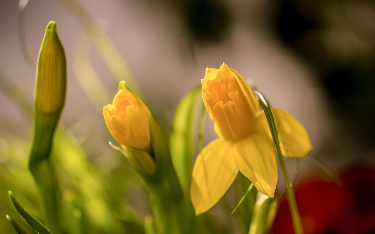 Обои цветы, бутоны, макро, весна, нарциссы, боке, flowers, buds, macro, spring, daffodils, bokeh разрешение 2048x1418 Загрузить