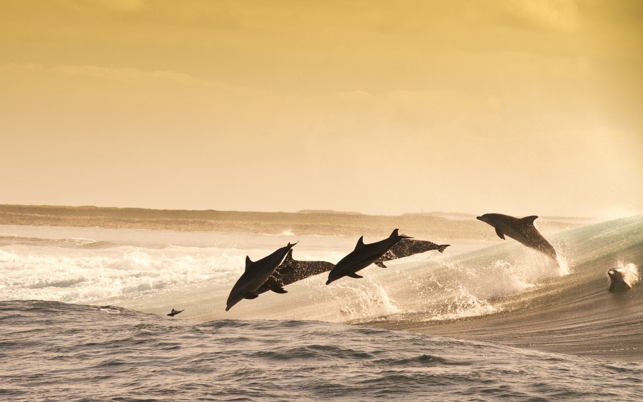 Обои море, животные, прыжок, океан, дельфины, sea, animals, jump, the ocean, dolphins разрешение 5375x3411 Загрузить
