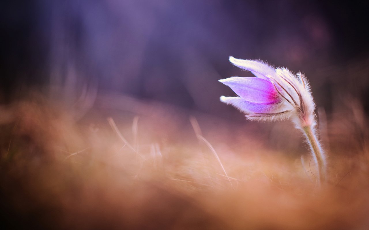 Обои цветок, размытость, весна, сон-трава, прострел, flower, blur, spring, sleep-grass, cross разрешение 2048x1358 Загрузить